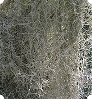 Moss4U Fresh Spanish Moss for Potted Plants, Crafts, India