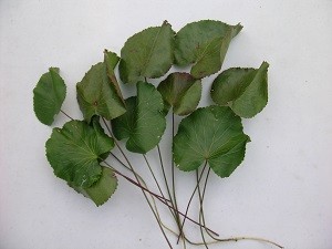 Galax 1,250 leaves