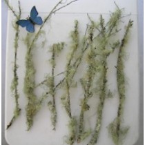 Angel Hair Lichen Branches